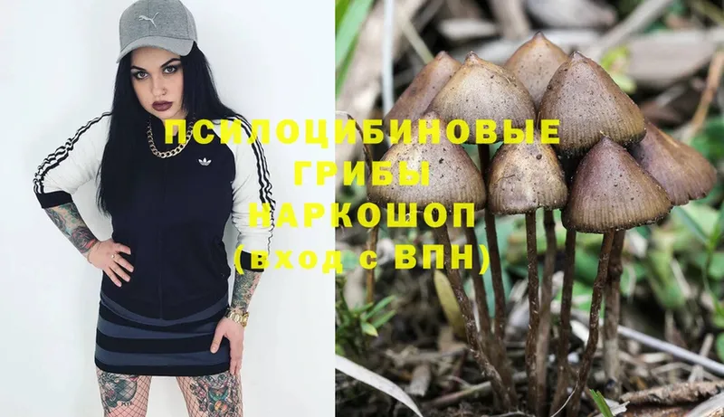 Галлюциногенные грибы Psilocybine cubensis  Краснослободск 